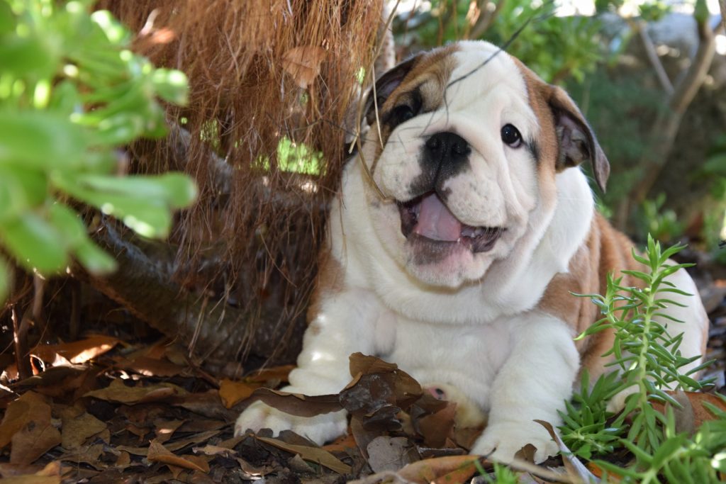 L'arrivo a casa di un cucciolo. Bulldog inglese. In sfondo un simpatico bulldog inglese con bocca aperta ne suo allevamento.